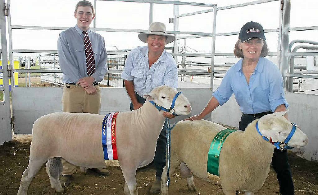 Lyndon Frey and Anne Hall show their champion Poll Dorset and White Suffolk at the Allora Show. They are pictured with judge Matthew Franklin. Lyndon Frey and Anne Hall show their champion Poll Dorset and White Suffolk at the Allora Show. They are pictured with judge Matthew Franklin.